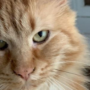 Meet your Posher, Leslie